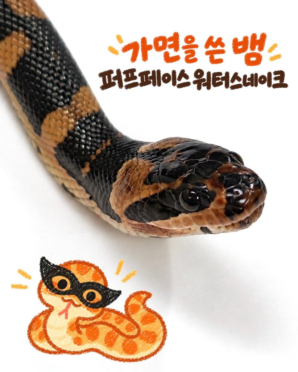 퍼프페이스 워터스네이크