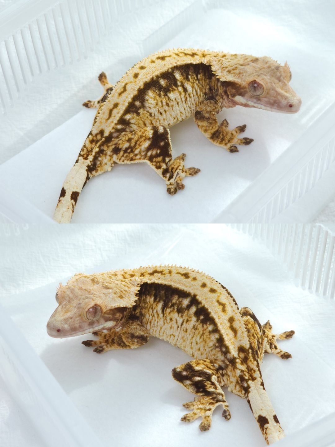 노멀 암컷