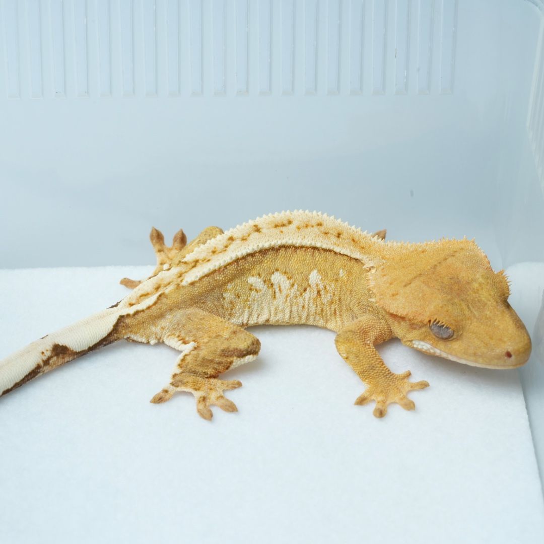 크림 암컷