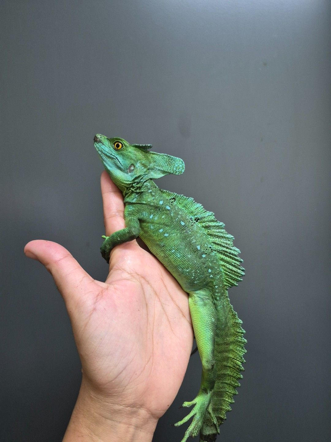 그린바실리스크  성체 수컷 분양💚