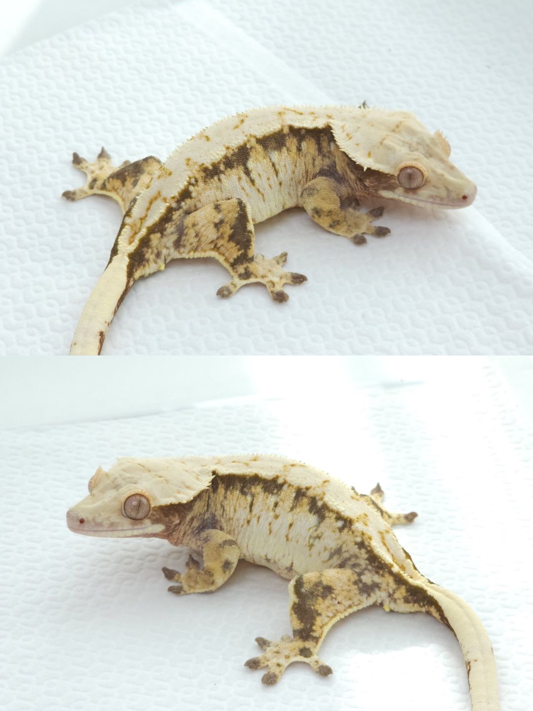 노멀 성체암컷