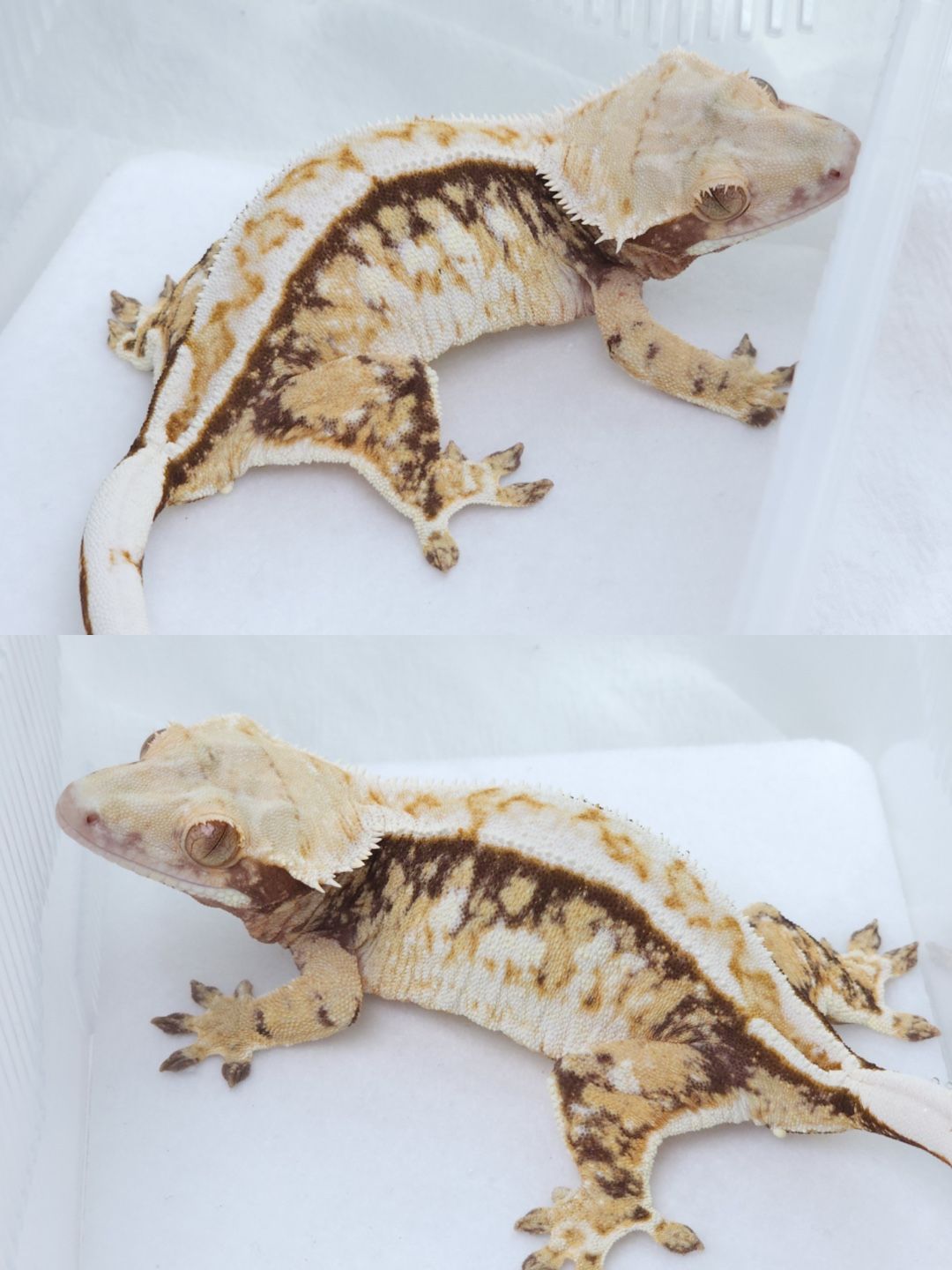 노멀 성체 암컷