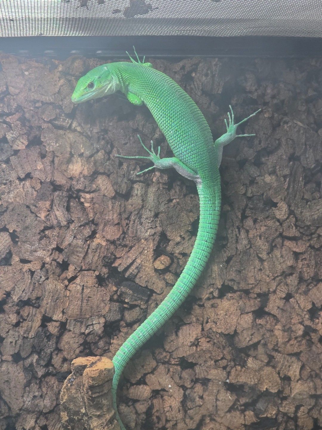 프라시나 성체 한쌍/ 산란 가능한쌍