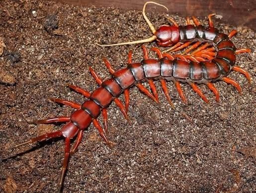 가넷 (흰수염)