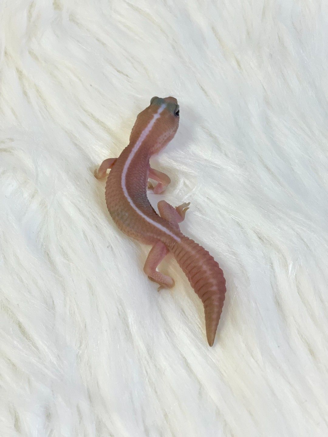 펫테일게코 카라멜 오레오 패턴리스 헷 아멜 고스트