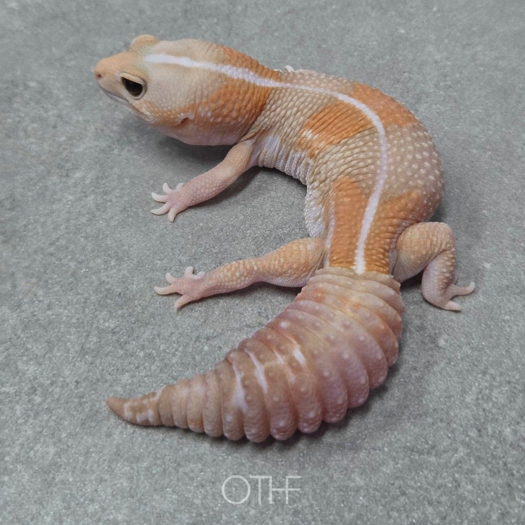 아멜라니스틱