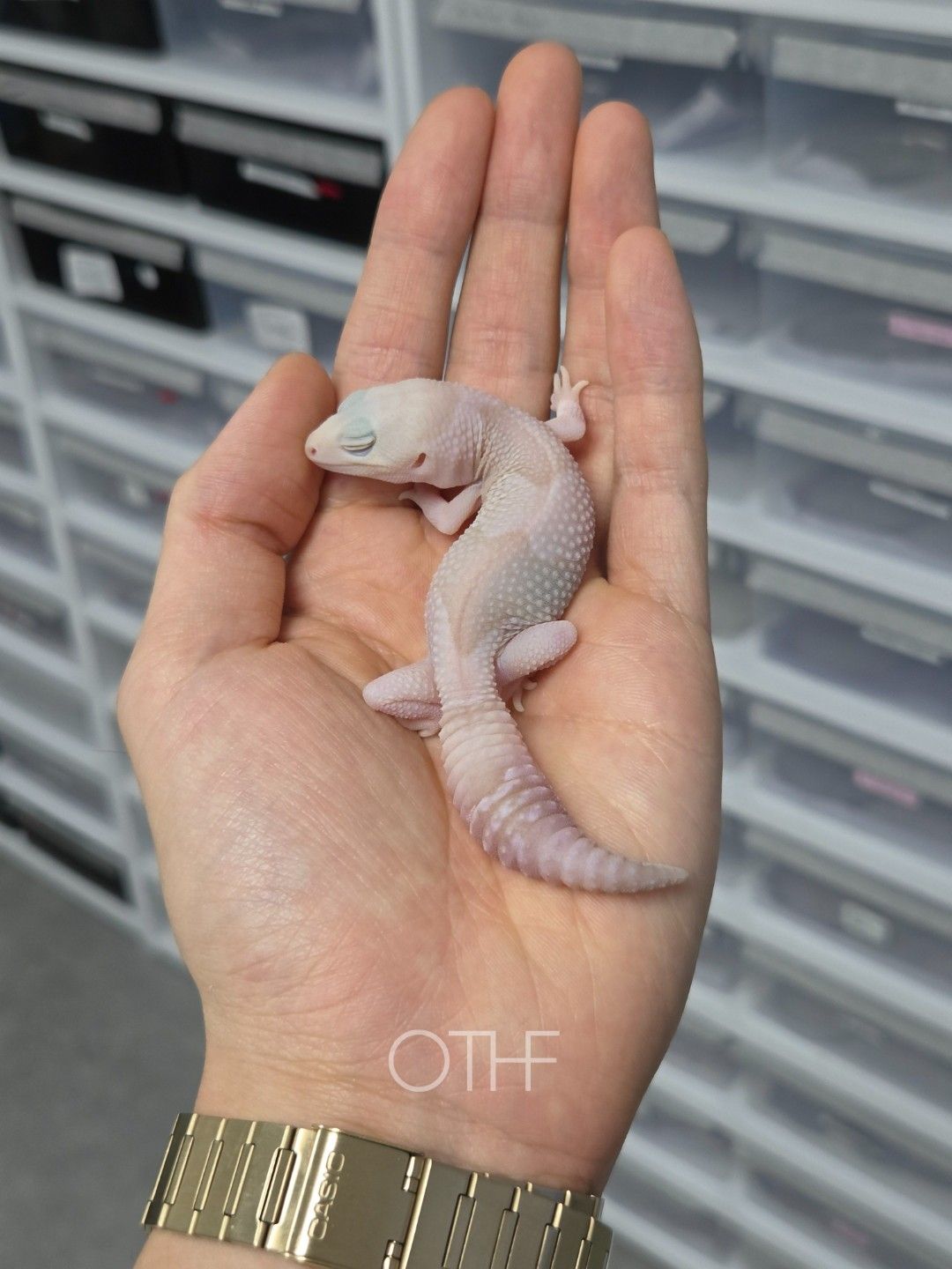 아멜 오레오