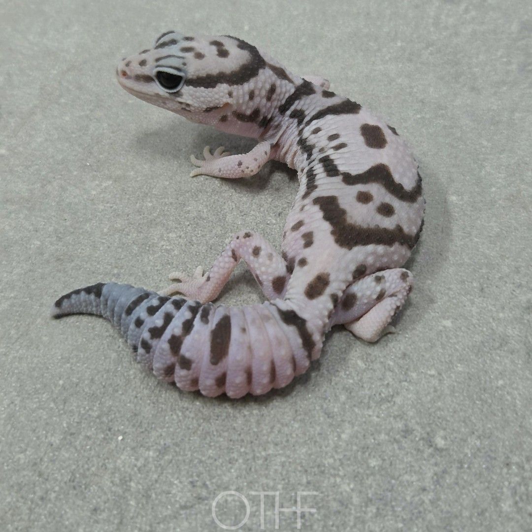 화이트아웃 오레오