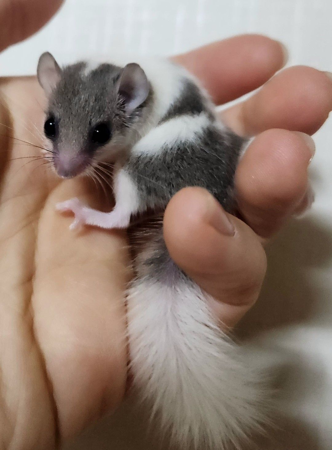 또미네 오레오 암
