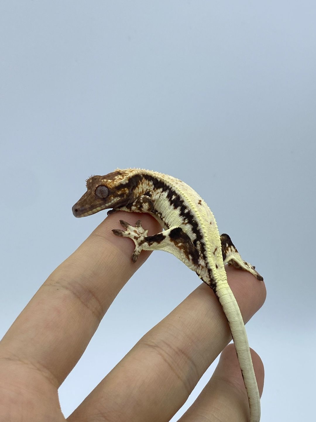 다크 릴리 세이블