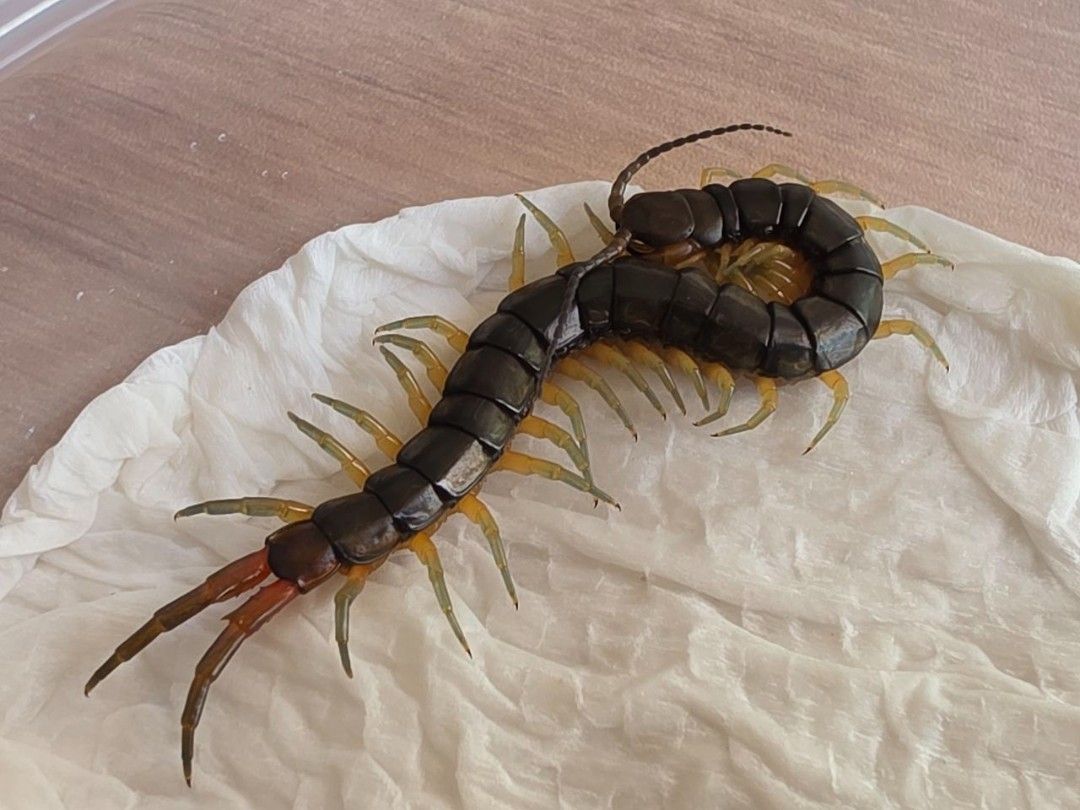 자포니카 왕지네(일본 왕지네)