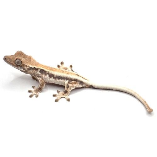 [C049] 세이블 릴리 화이트
