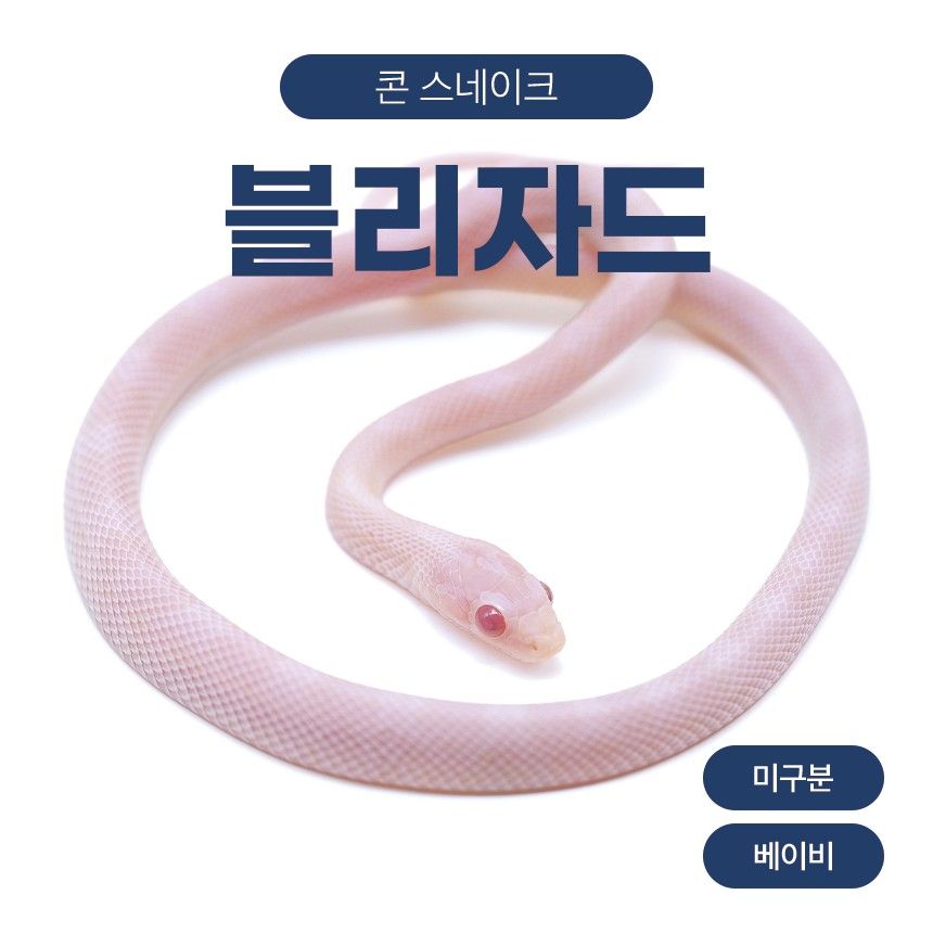 블리자드 콘스네이크 O26105