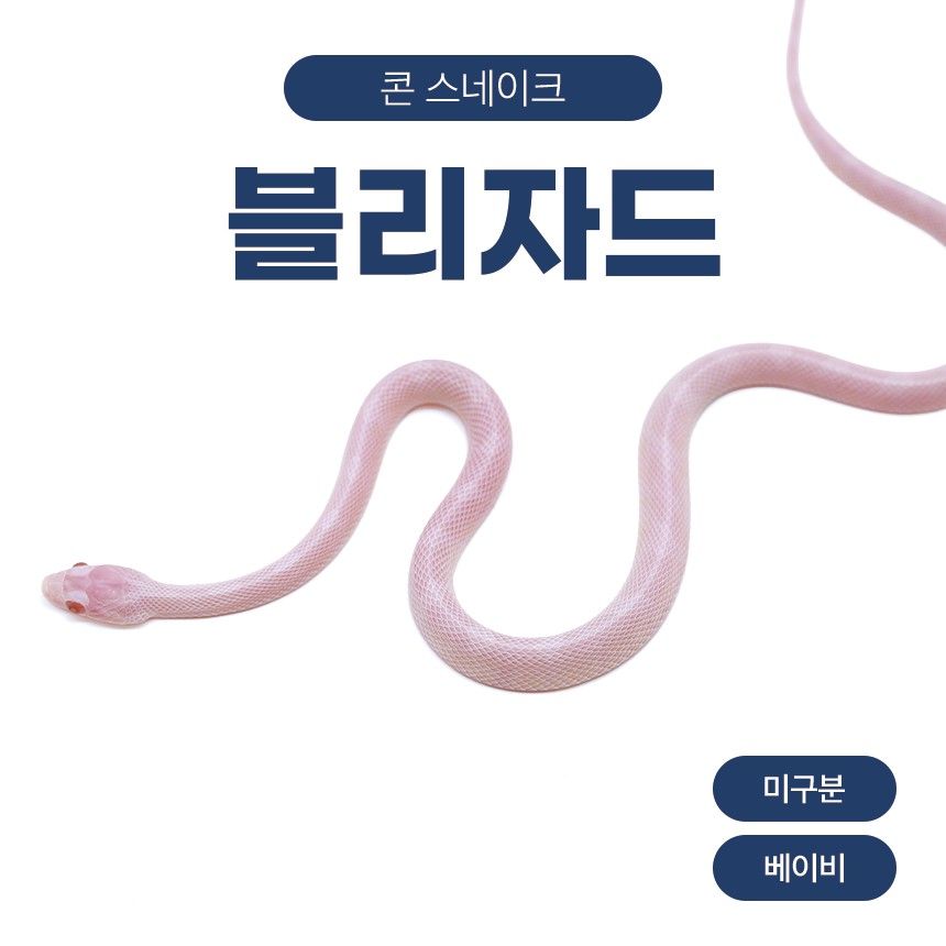 블리자드 콘스네이크 O26106