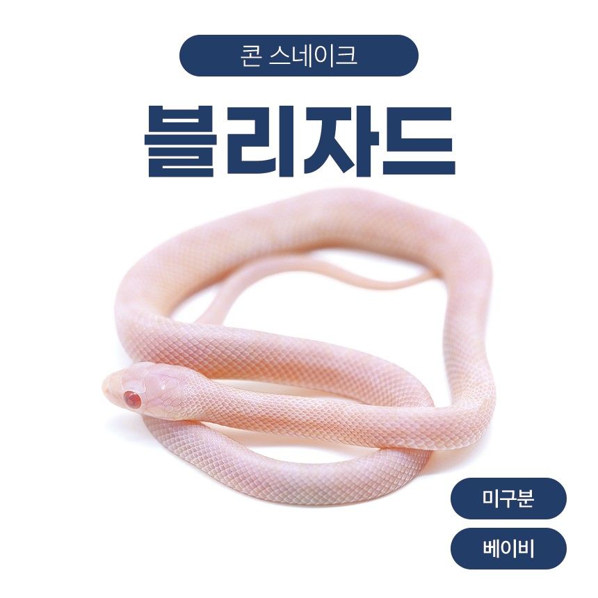 블리자드 콘스네이크 O26107