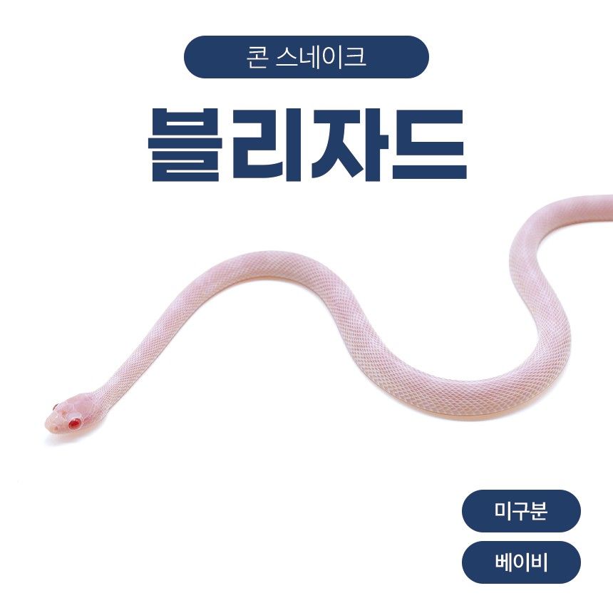 블리자드 콘스네이크 O26108