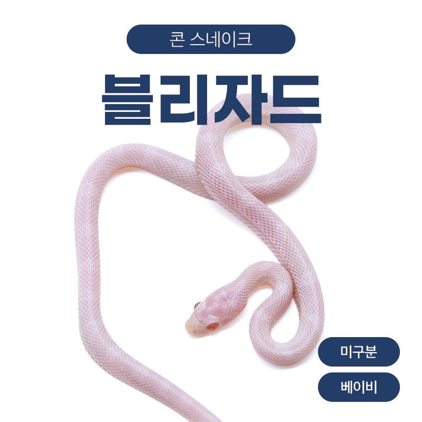 블리자드 콘스네이크 O26109