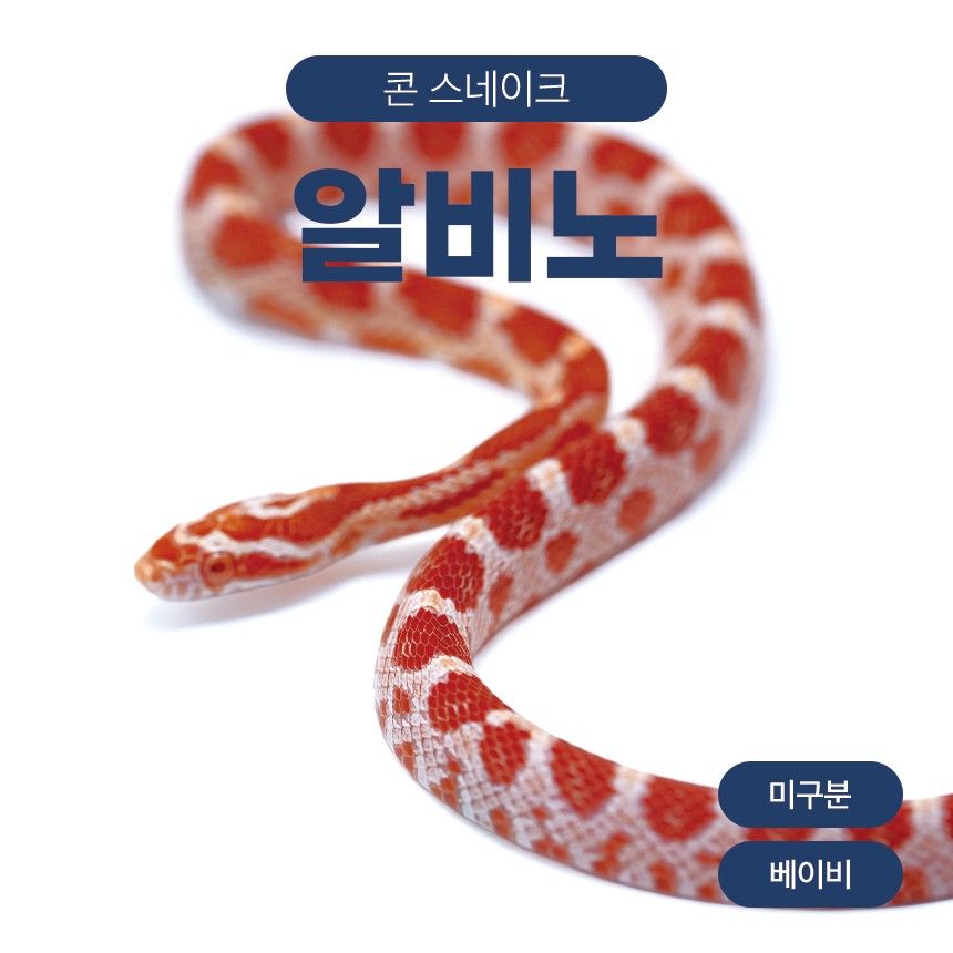 알비노 콘스네이크 O261012