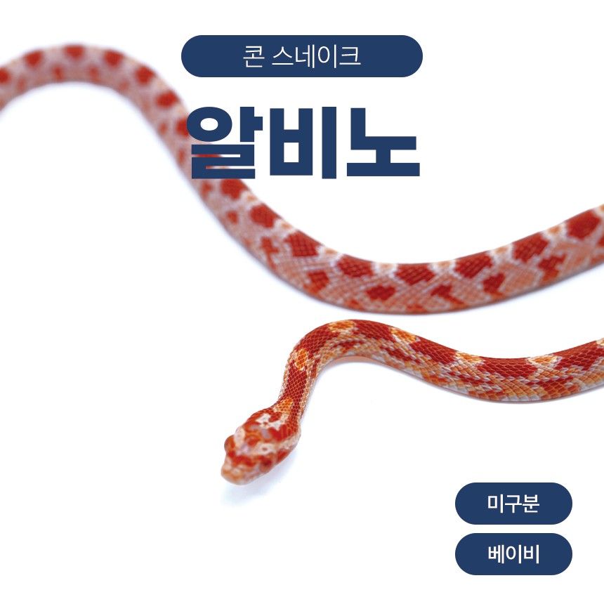 알비노 콘스네이크 O261013
