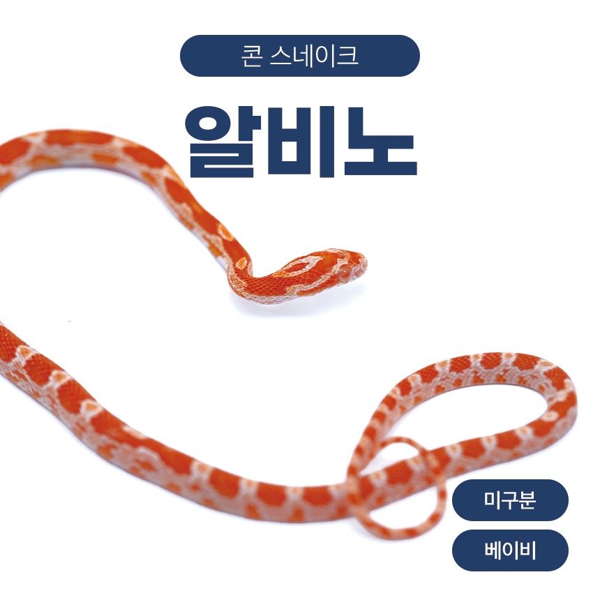 알비노 콘스네이크 O261014