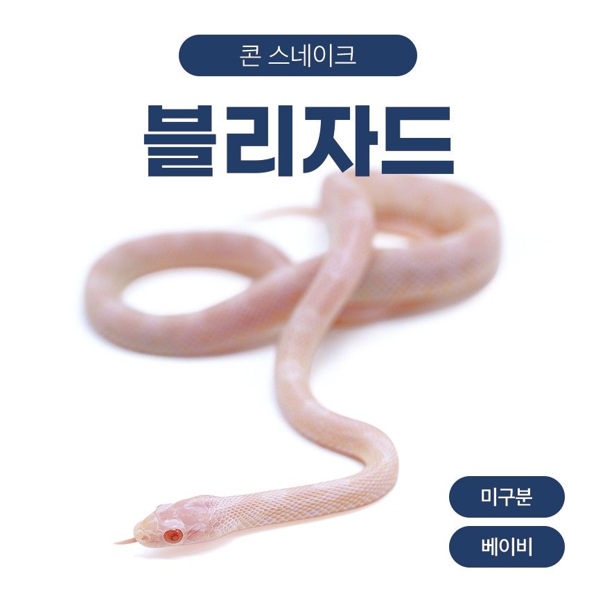 블리자드 콘스네이크 O261019