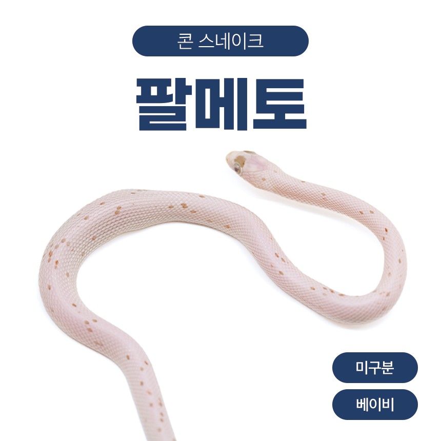 팔메토 콘스네이크 O261021