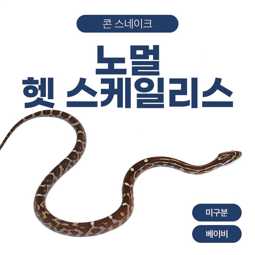 노멀 헷 스케일리스 콘스네이크 O261022