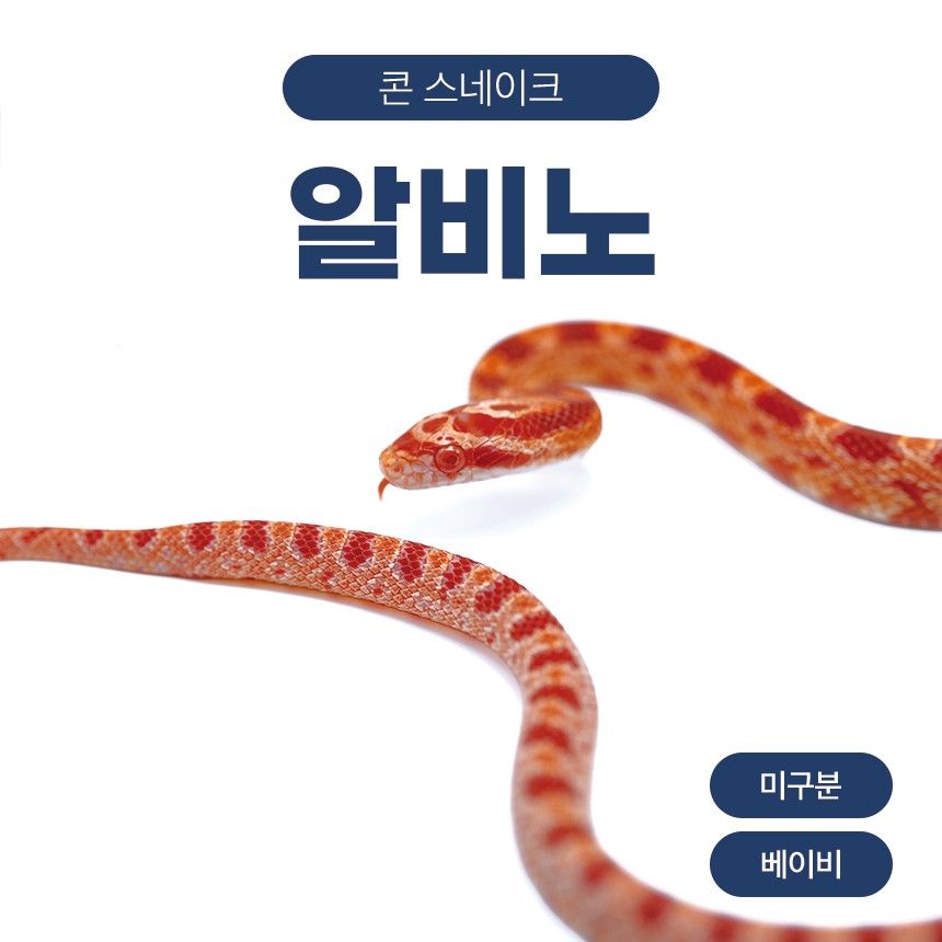 알비노 콘스네이크 O261025