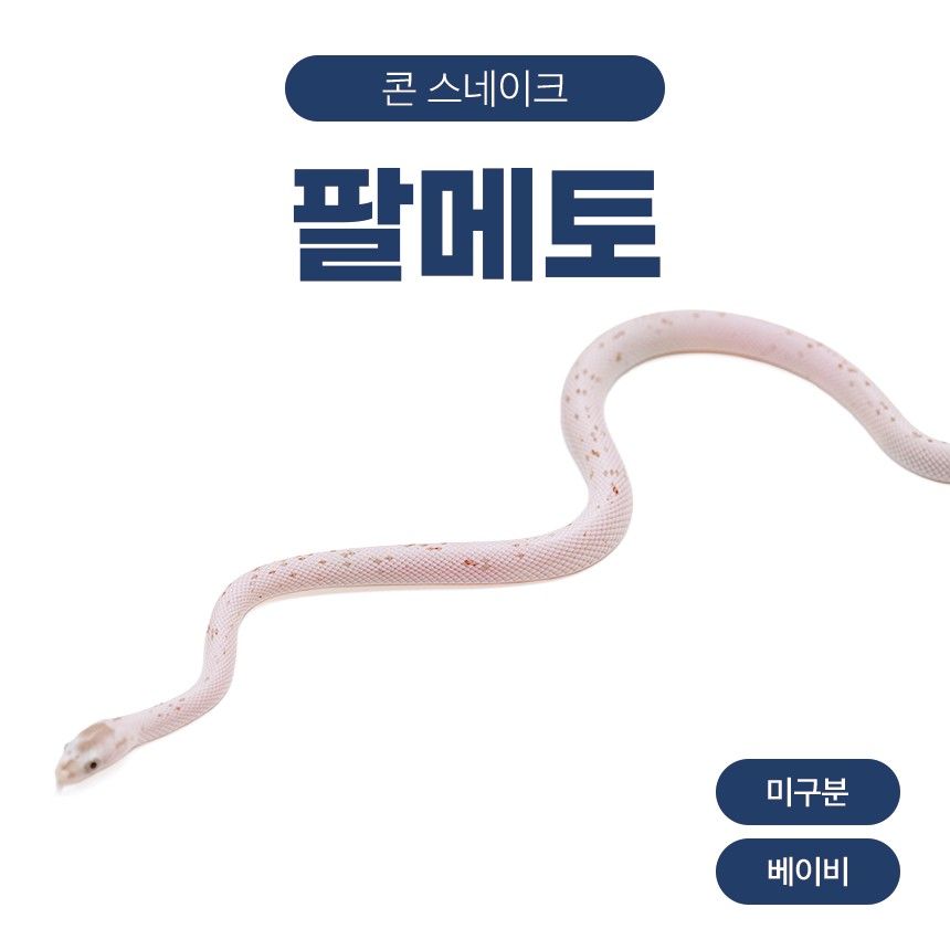 팔메토 콘스네이크 O261027