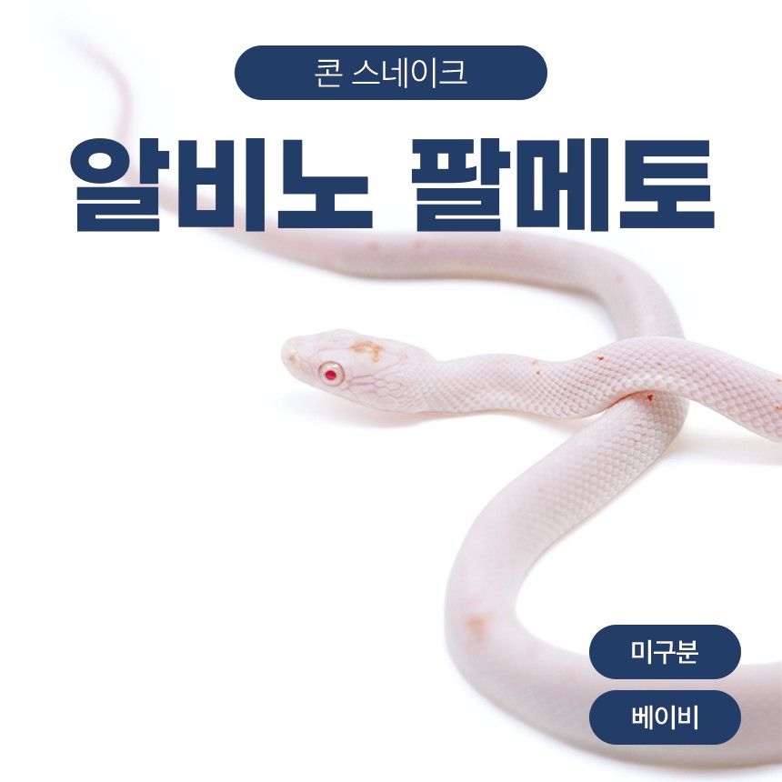 알비노 팔메토 콘스네이크 O261028