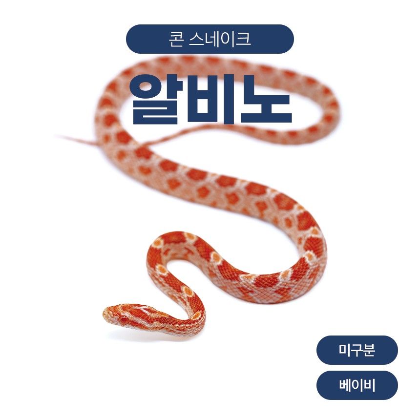 알비노 콘스네이크 O261029