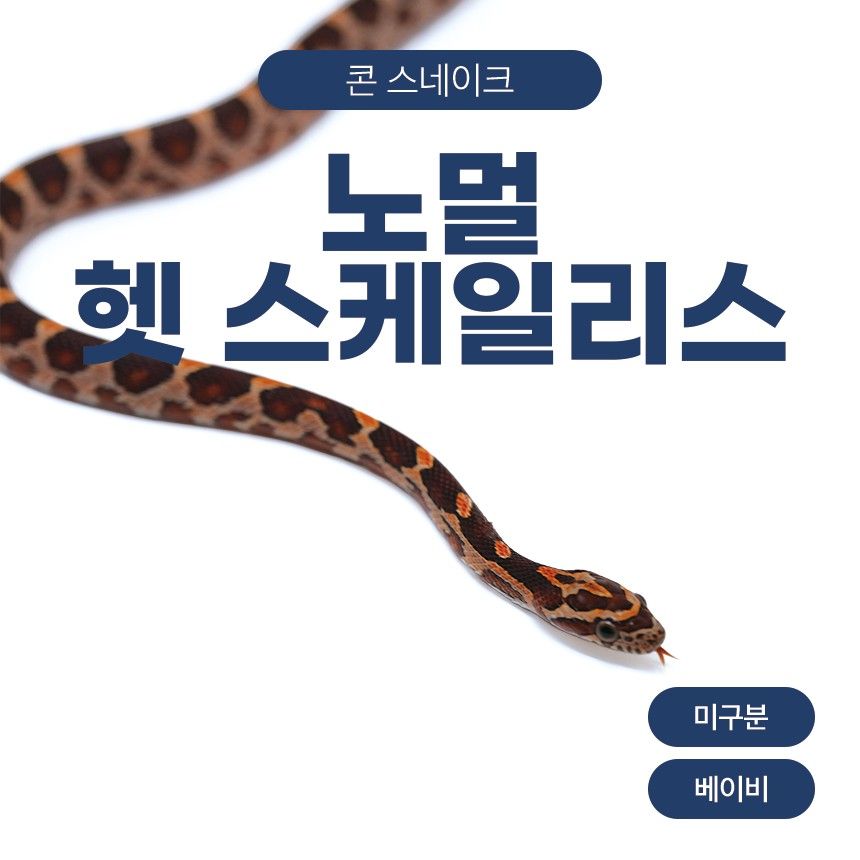 노멀 헷 스케일리스 콘스네이크 O261030