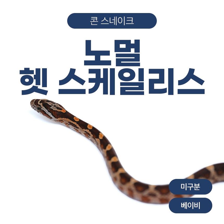 노멀 헷 스케일리스 콘스네이크 O261031