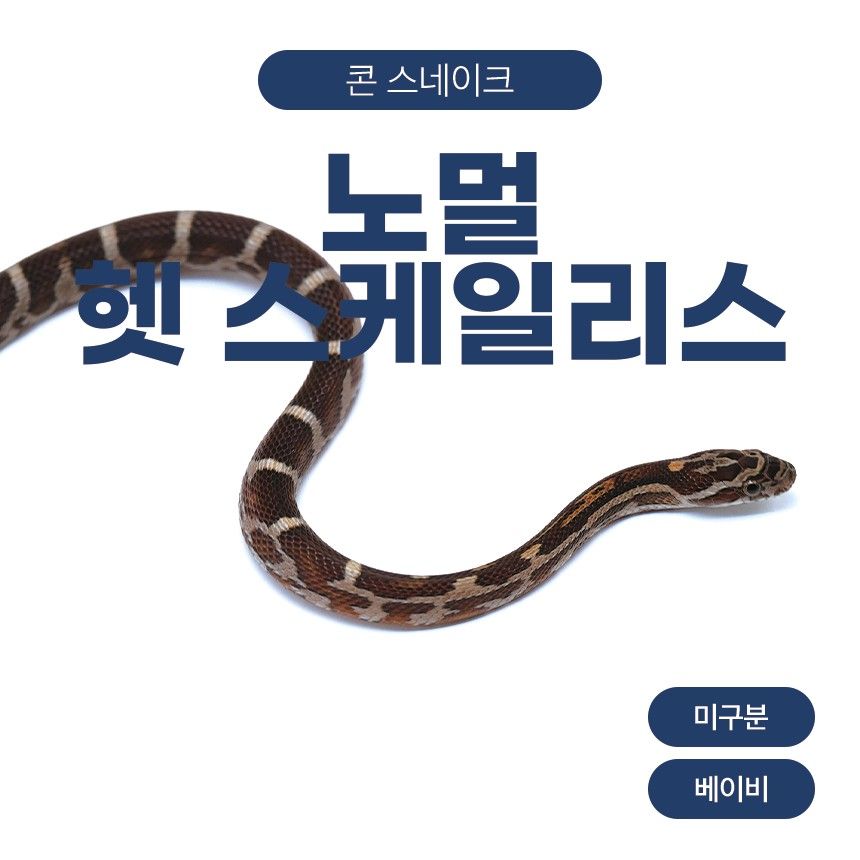노멀 헷 스케일리스 콘스네이크 O261032
