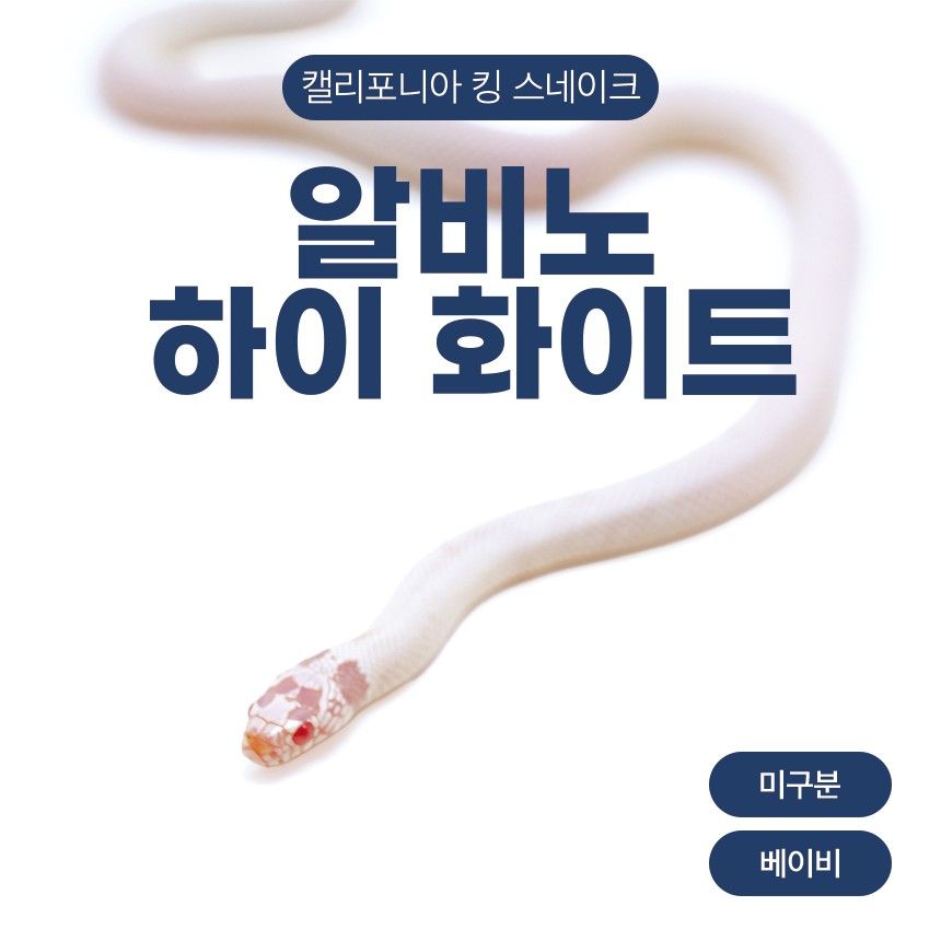 알비노 하이 화이트 킹스네이크 N26102