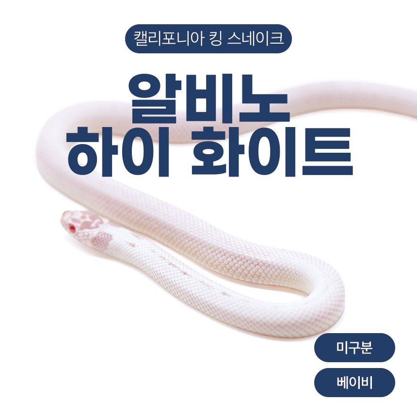 알비노 하이 화이트 킹스네이크 N26103