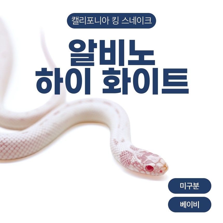 알비노 하이 화이트 킹스네이크 N26104