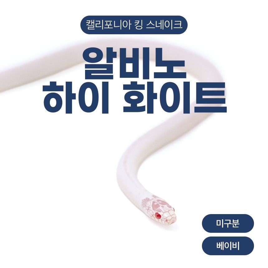 알비노 하이 화이트 킹스네이크 N26105