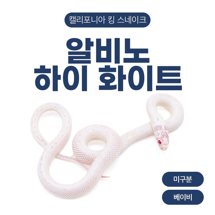 알비노 하이 화이트 킹스네이크 N26106