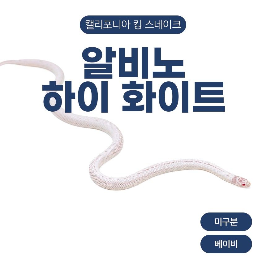 알비노 하이 화이트 킹스네이크 N26107