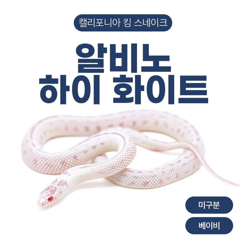 알비노 하이 화이트 킹스네이크 N26108