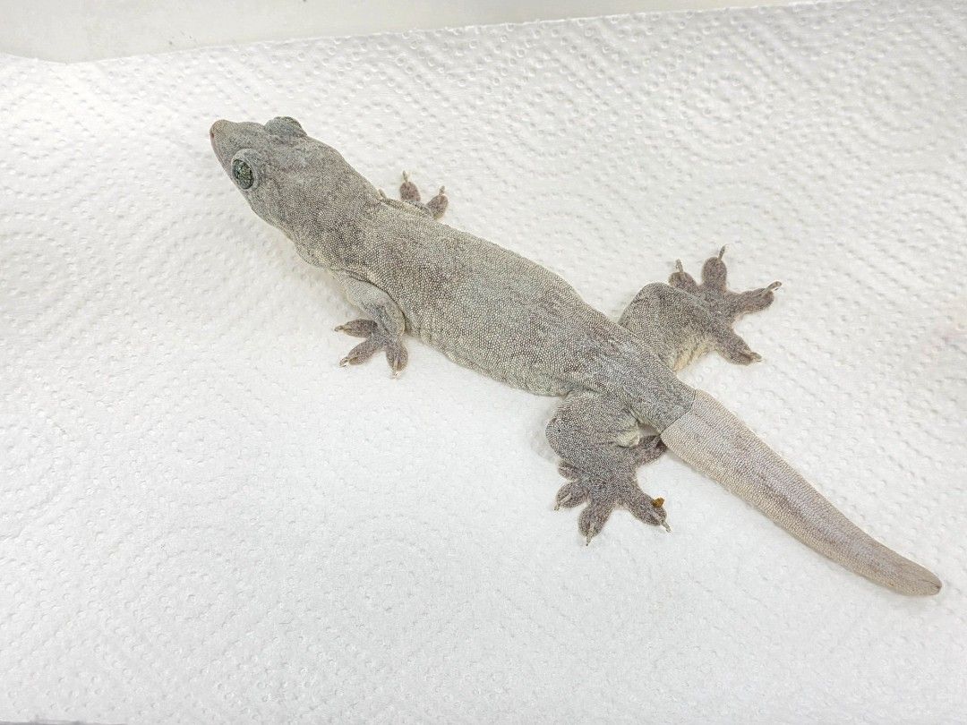 할마헤라 자이언트 게코/ 암성체