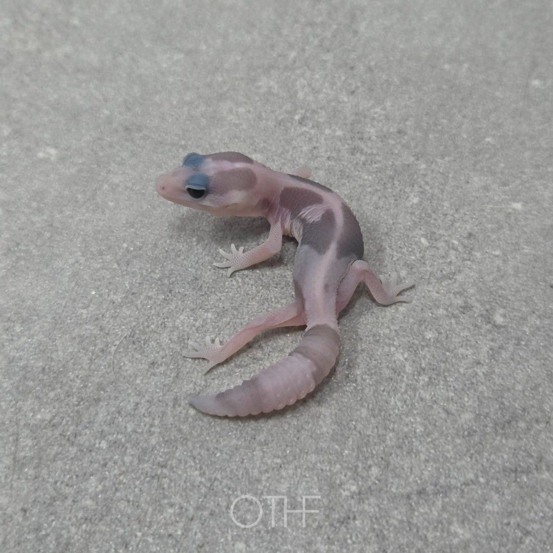 고스트 오레오 헷 패턴리스