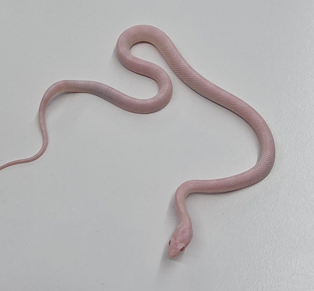 블리자드 콘스네이크