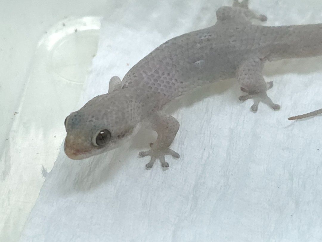 피쉬스케일 게코 : 티피카 준성체