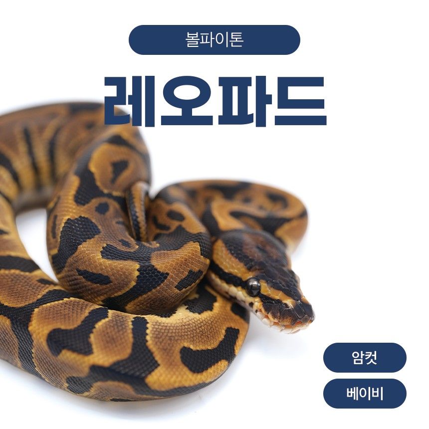 볼파이톤 레오파드 베이비 암컷 Z26105