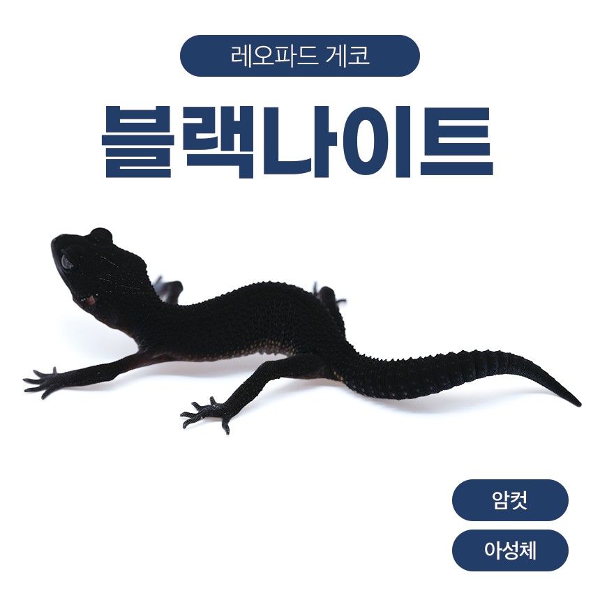 블랙나이트 블나 L26101
