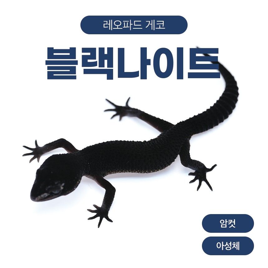 블랙나이트 블나 L26103