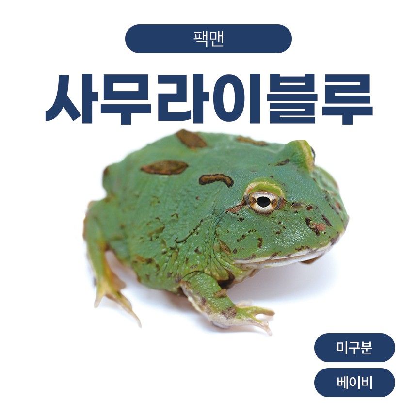 사무라이 블루 팩맨 개구리 Z26106