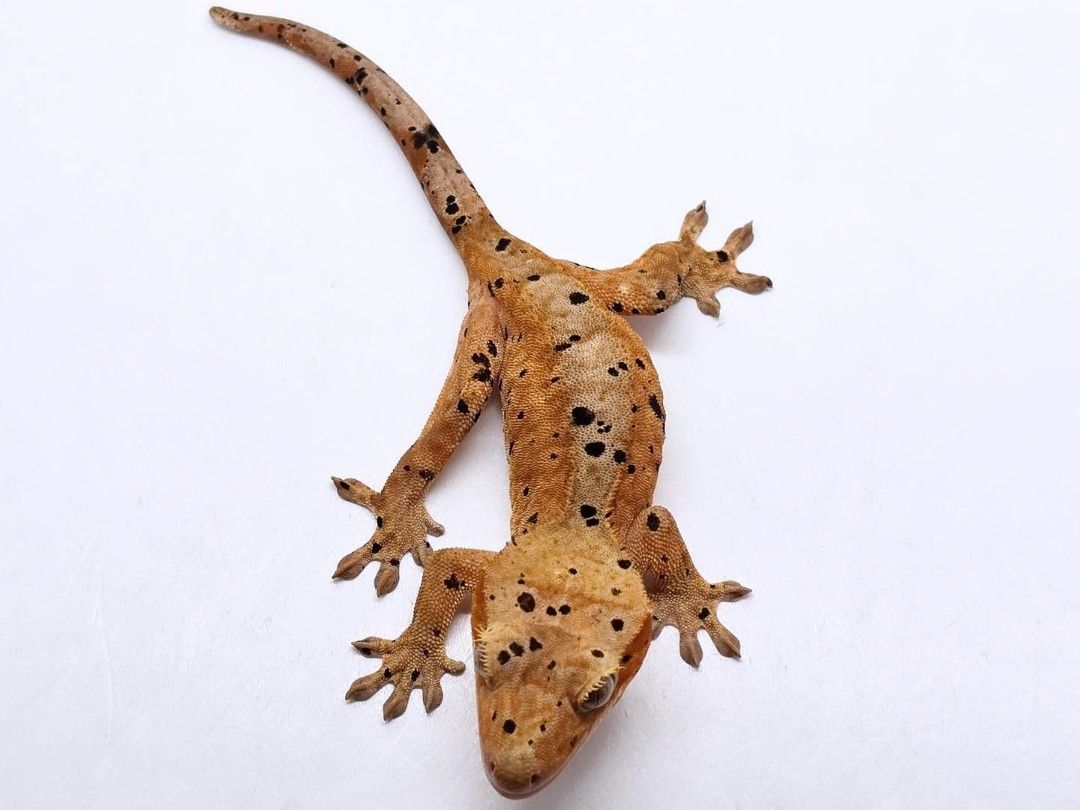 달마시안
